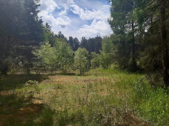 Duza działka z małym domkiem dla miłosników lasów