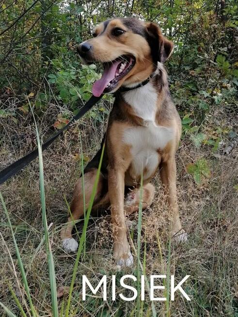 Pieski szukają domów, za darmo