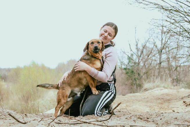 Cheetos-wyrośnięty jamnik do adopcji