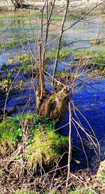 Działka rekreacyjna