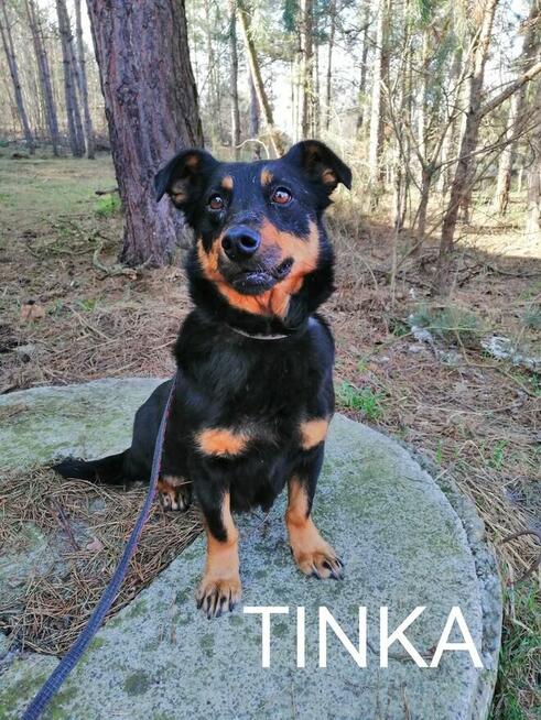 Psy szukają domów. Adopcje za darmo.