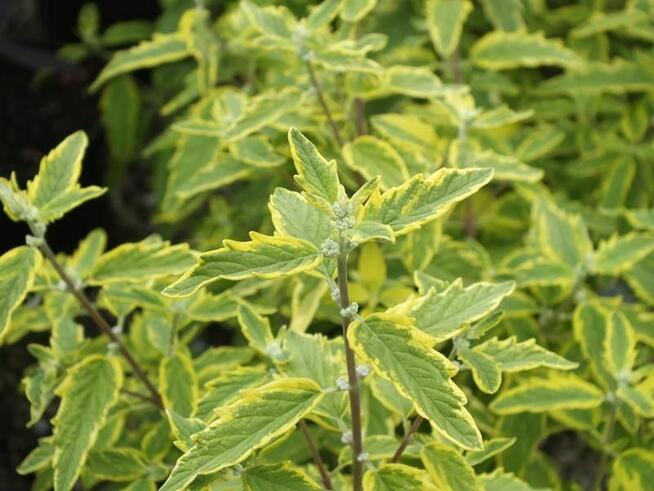 Barbula klandońska ‘Summer Sorbet’ – NOWOŚĆ w zGarden!