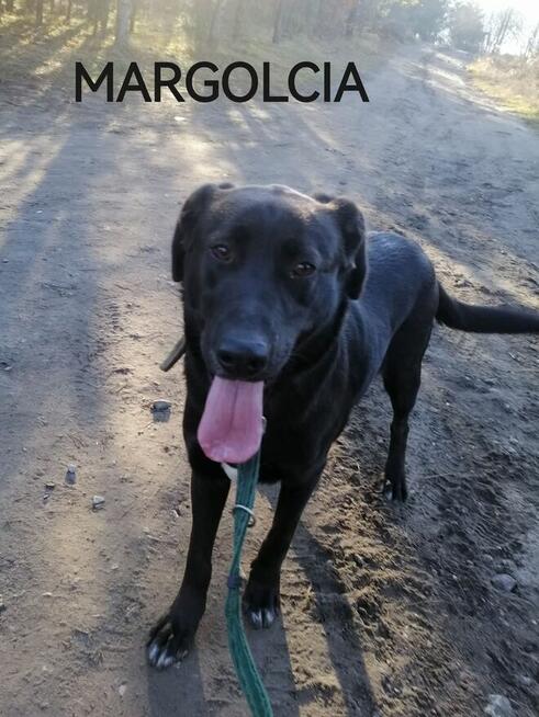 Psy do adopcji. Małe, duże, młode. Dużo piesków do adopcji z