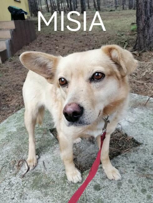 Psy szukają domów. Adopcje za darmo.