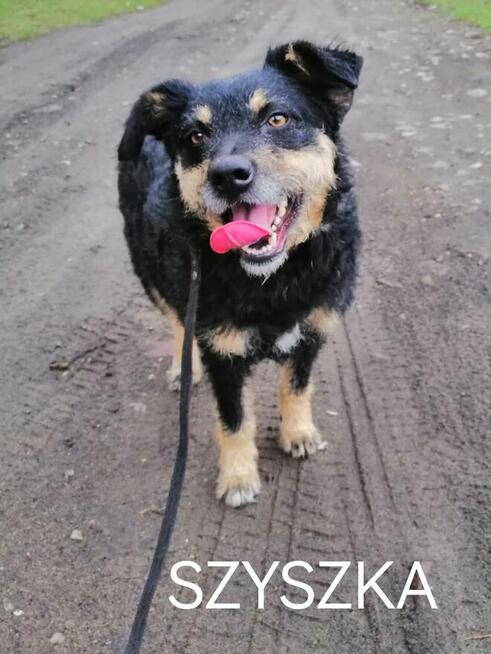 Psy ze schroniska polecają się do adopcji. Adopcje za darmo
