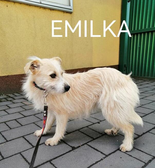 Psy szukają domów. Adopcje za darmo.