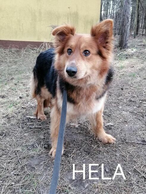 Psy szukają domów. Adopcje za darmo.