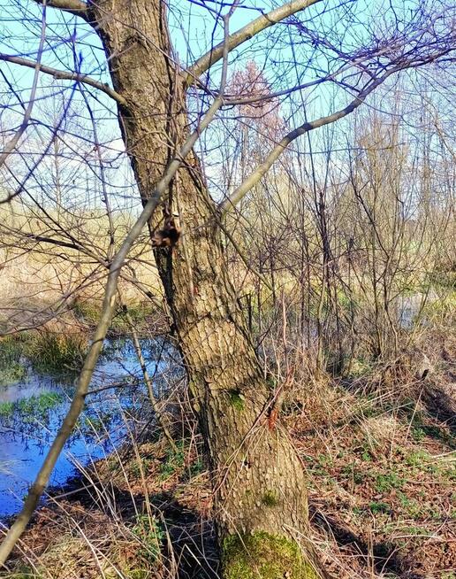 Działka rekreacyjna