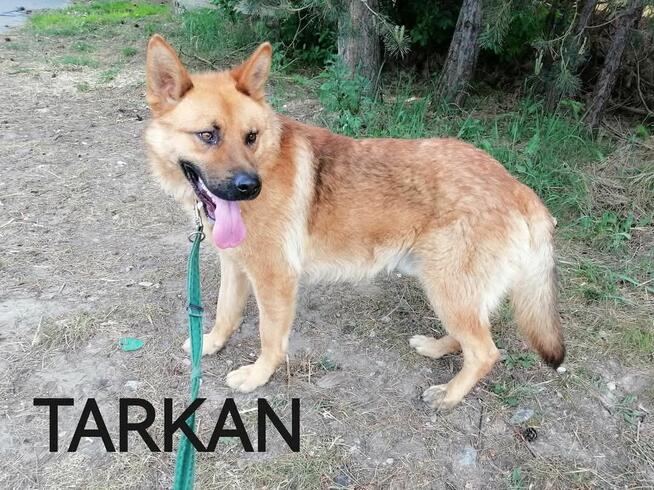 Psy do adopcji. Małe, duże, młode. Dużo piesków do adopcji z