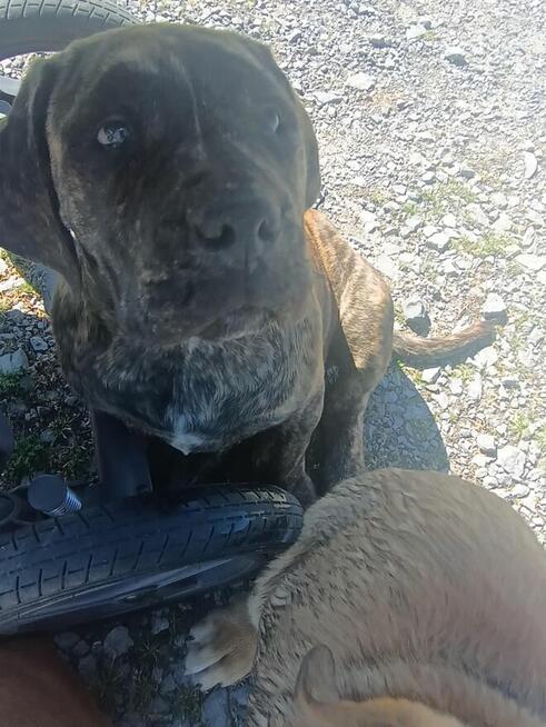 Boerboel szczeniak