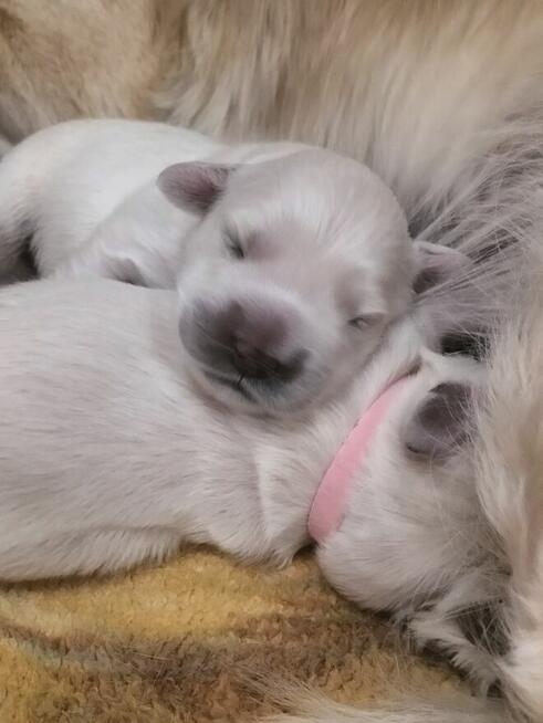 Golden retriever - szczenię