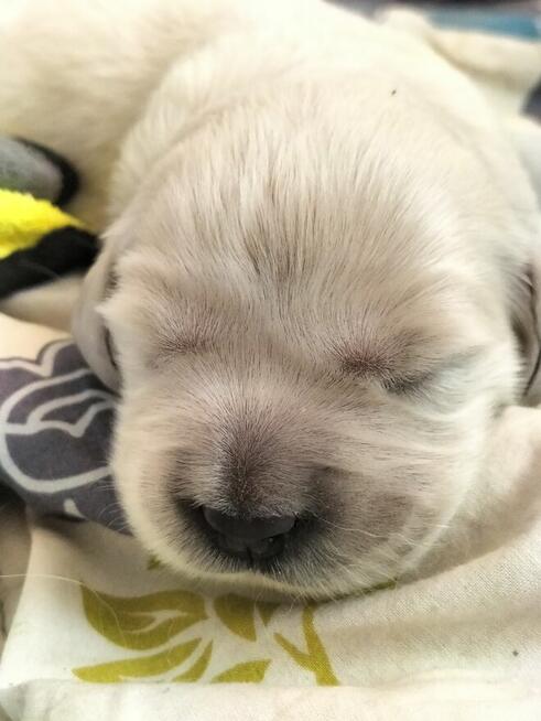 Golden retriever - szczenię