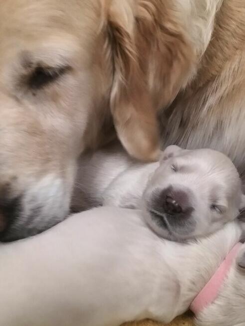 Golden retriever - szczenię