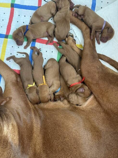 Wyżeł węgierski, szczenięta