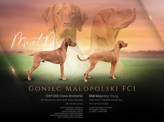 Wyżeł węgierski, szczenięta