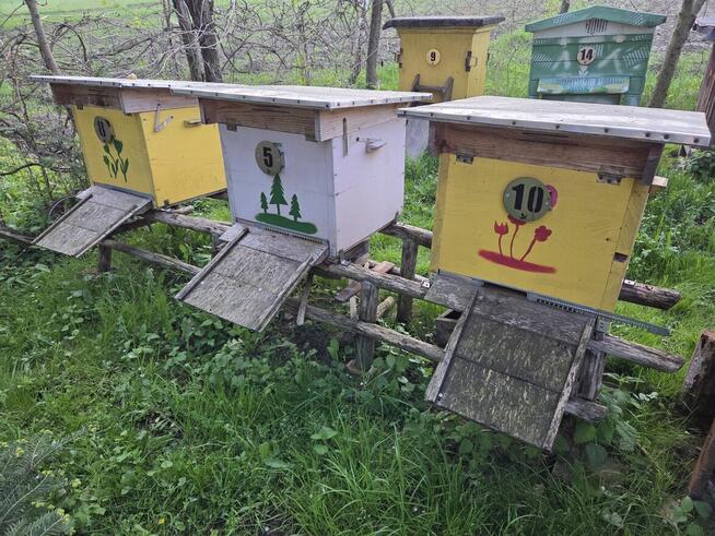 Sprzedam ule wielkopolskie