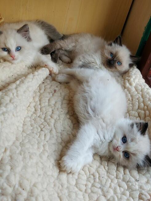 Ragdolle kocurki do rezerwacji 23.05 odbiór