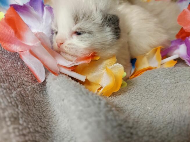 Ragdoll WCF/PZF -rodowód/badania genetyczne- odbiór