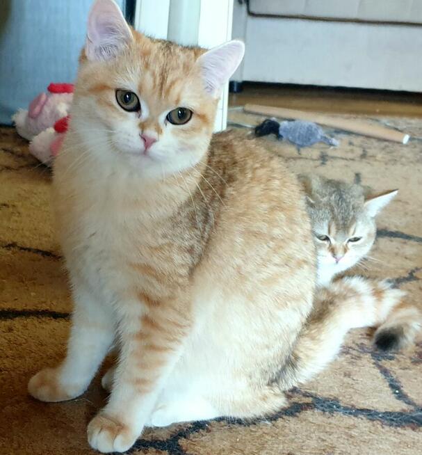 Koteczki brytyjskie złote