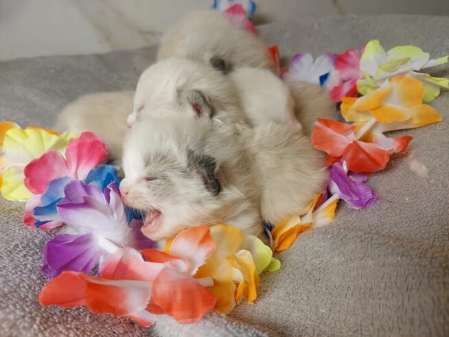 Ragdoll WCF/PZF -rodowód/badania genetyczne- odbiór