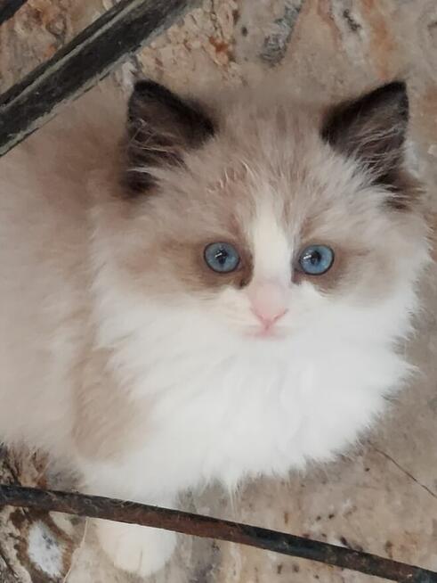 Ragdolle kocurki do rezerwacji 23.05 odbiór