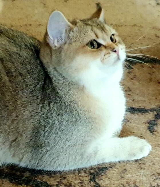 Koteczki brytyjskie złote