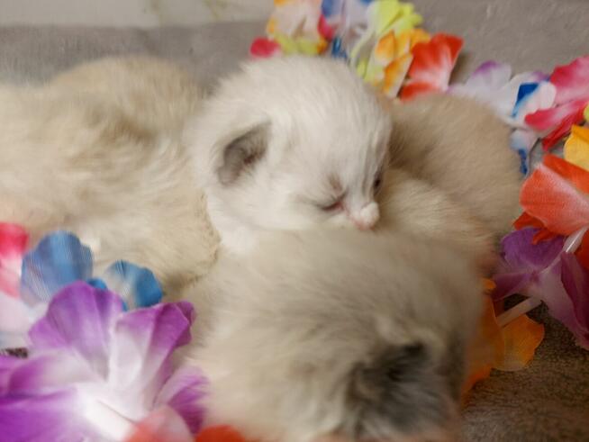 Ragdoll WCF/PZF -rodowód/badania genetyczne- odbiór