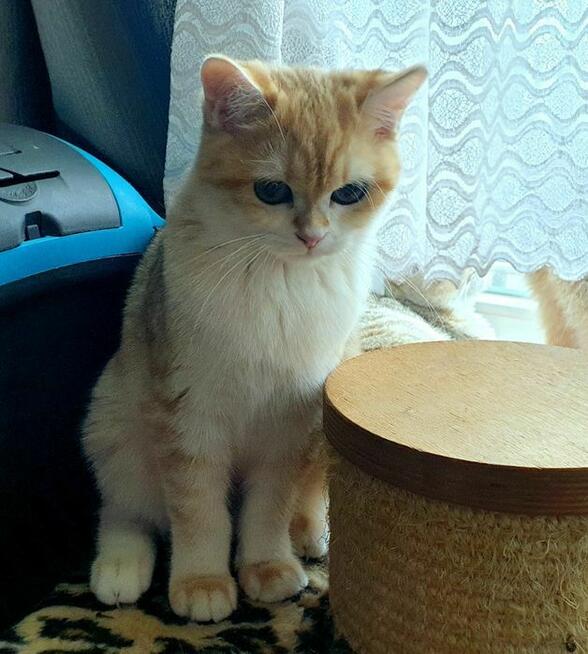 Koteczki brytyjskie złote