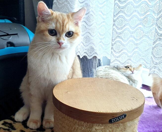 Koteczki brytyjskie złote