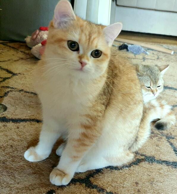 Koteczki brytyjskie złote