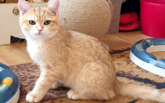 Koteczki brytyjskie złote