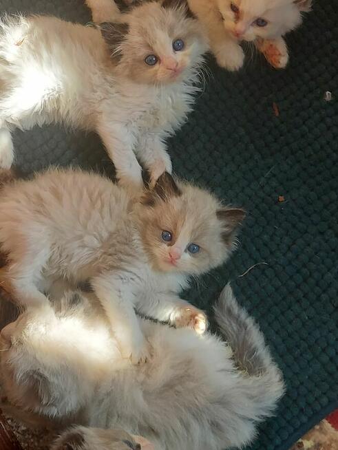 Ragdolle kocurki do rezerwacji 23.05 odbiór