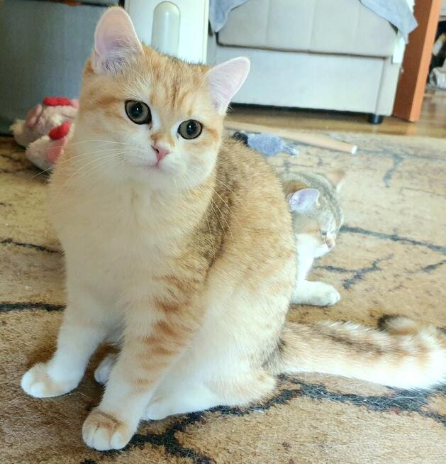 Koteczki brytyjskie złote