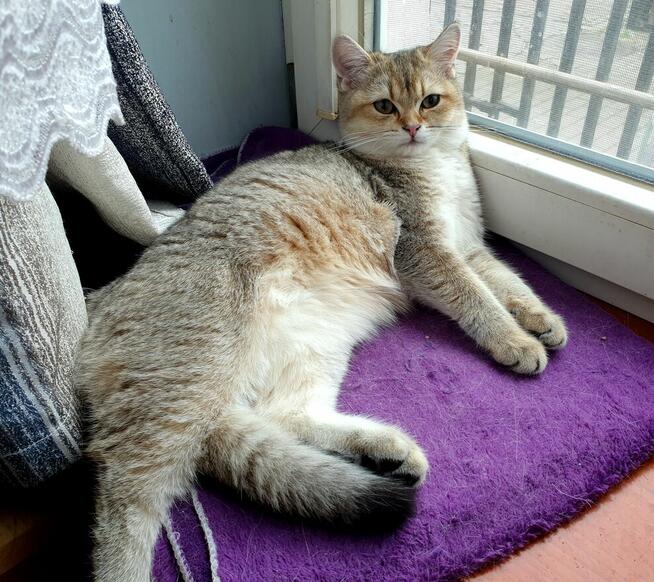 Koteczki brytyjskie złote