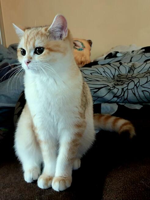 Koteczki brytyjskie złote