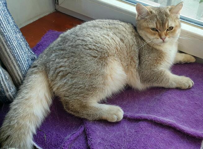 Koteczki brytyjskie złote