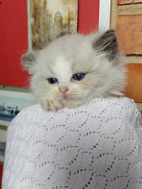 Ragdolle kocurki do rezerwacji 23.05 odbiór