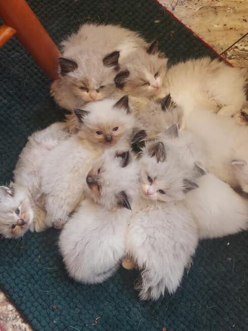 Ragdolle kocurki do rezerwacji 23.05 odbiór