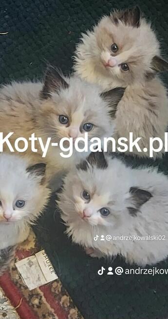 Ragdolle kocurki do rezerwacji 23.05 odbiór