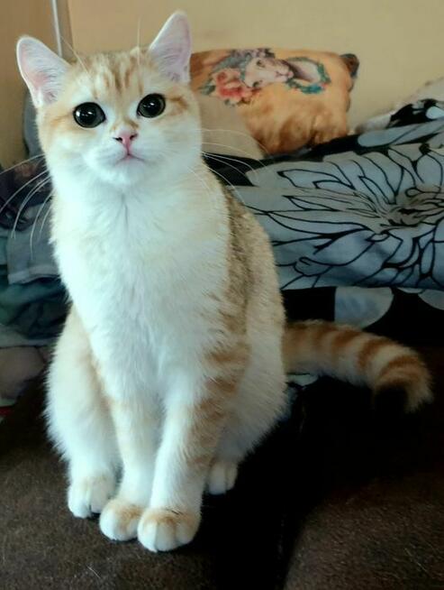 Koteczki brytyjskie złote