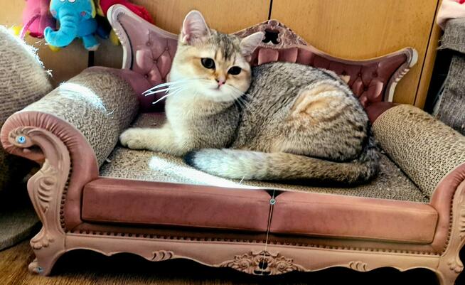 Koteczki brytyjskie złote