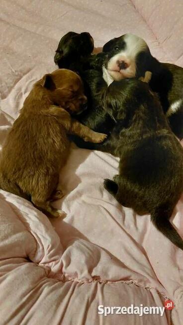 Yorkiepoo szczeniaki okolice Warszawy gotowe do zmiany domu