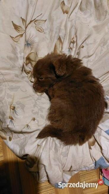 Yorkiepoo szczeniaki okolice Warszawy gotowe do zmiany domu