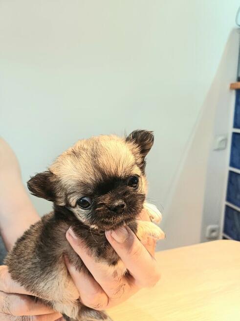 Prześliczna Puszysta Maleńka Chihuahua