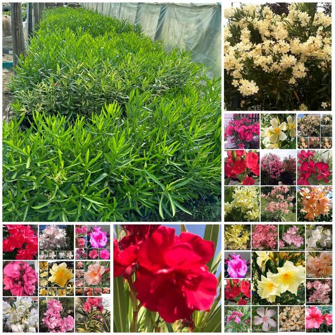 Sadzonki oleandrów w kilkunastu kolorach