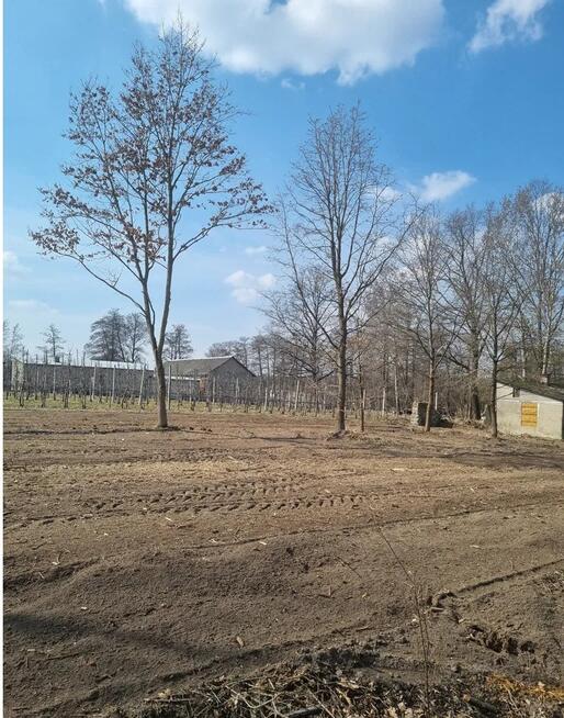 Duża działka budowlana Tomaszówka - Pniewy