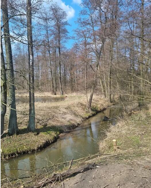 Duża działka budowlana Tomaszówka - Pniewy