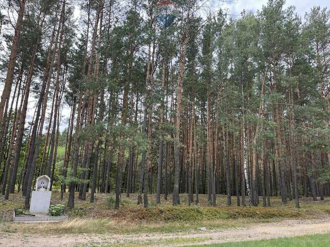 Działka rolna z samosiejkami