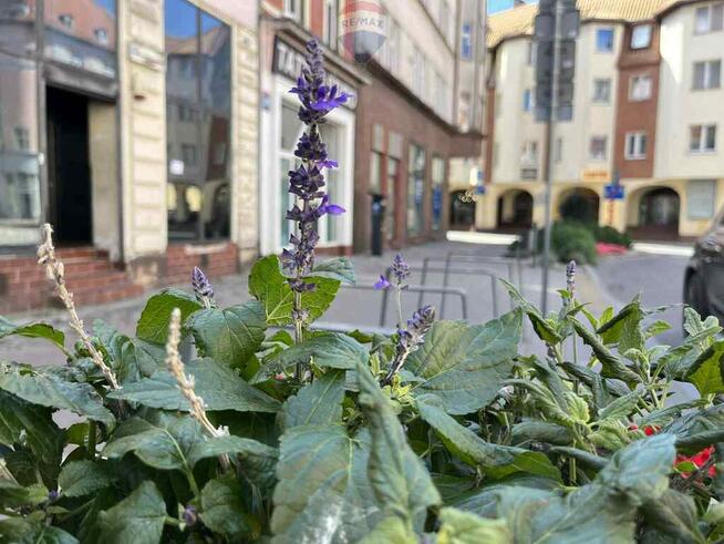 Inwestycja w pobliżu Ratusza w centrum Słupska