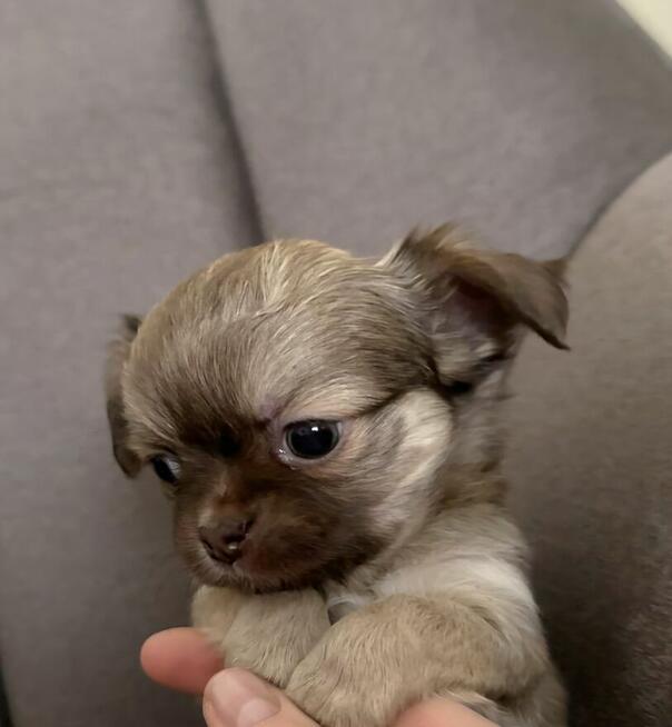 Prześliczna Puszysta Maleńka Chihuahua